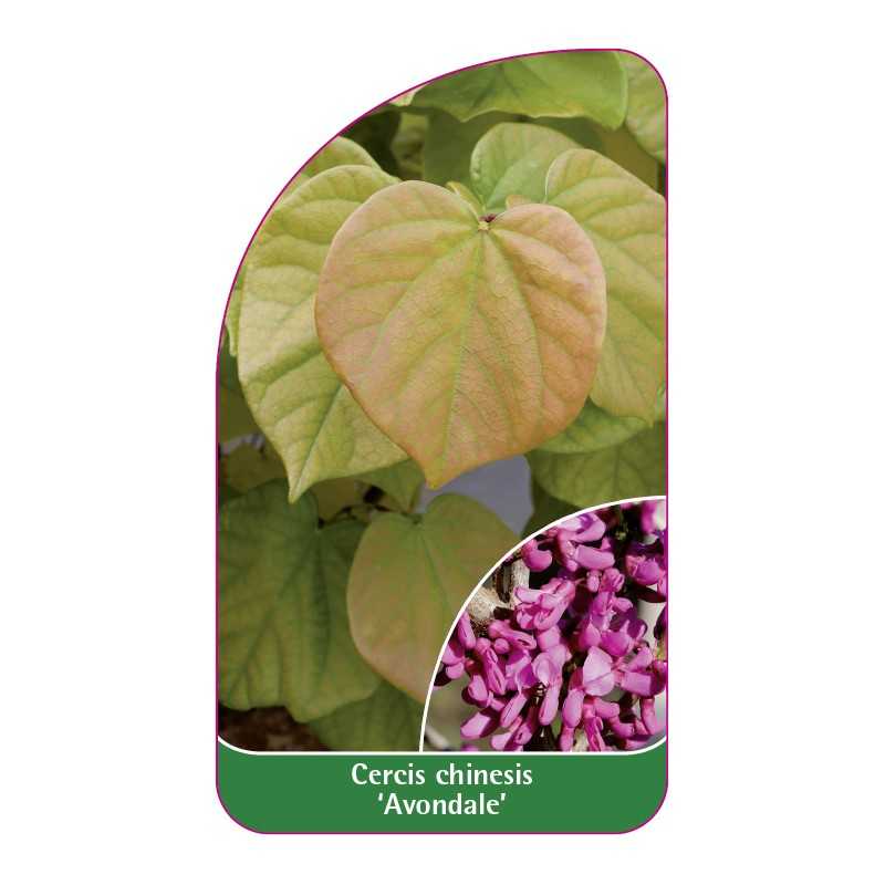 cercis-chinensis-avondale-1