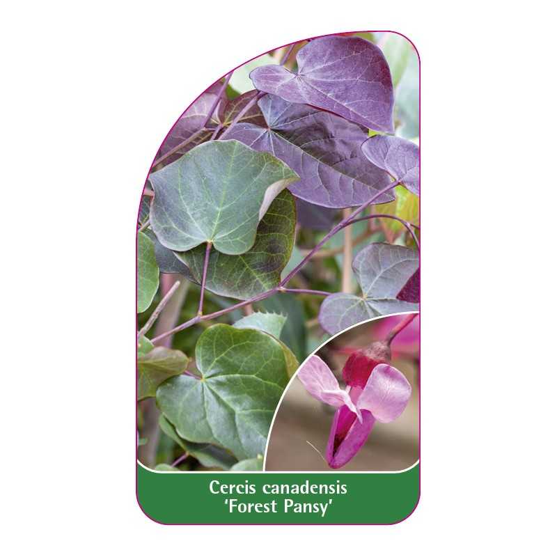 cercis-canadensis-forest-pansy-1