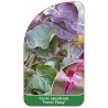 cercis-canadensis-forest-pansy-1