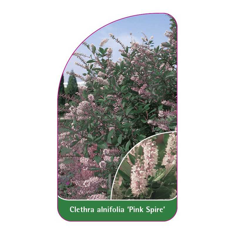 clethra-alnifolia-pink-spire-1