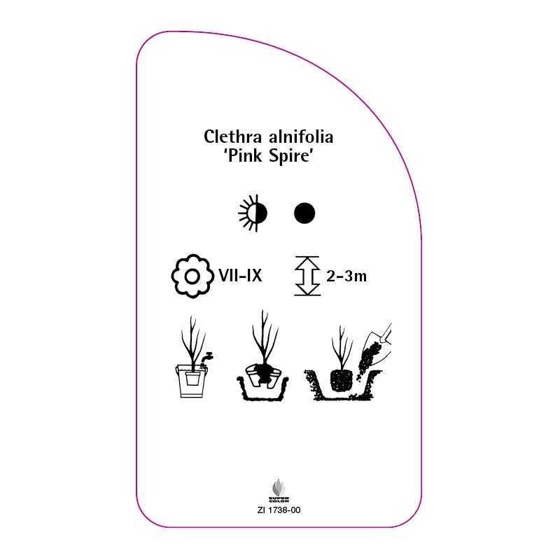 clethra-alnifolia-pink-spire-0