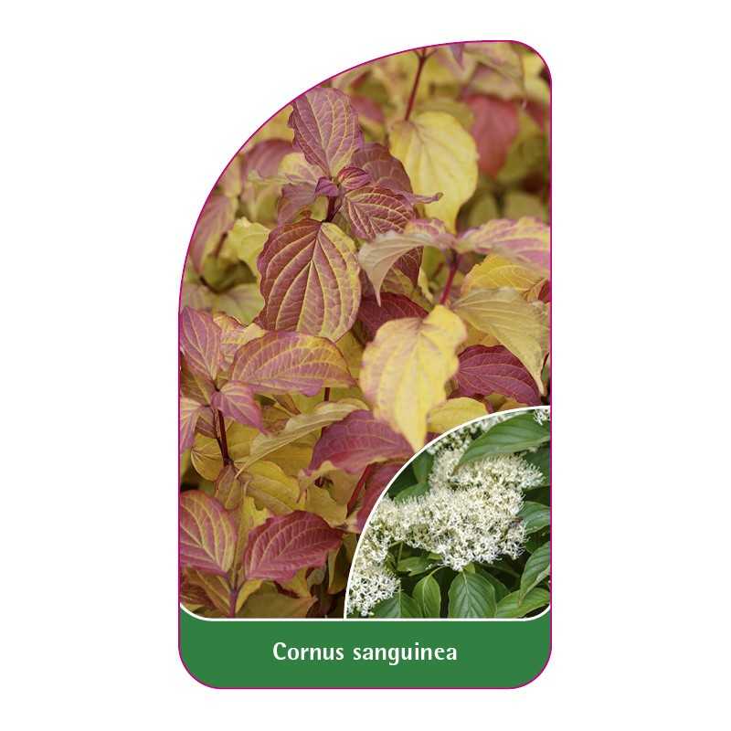 cornus-sanguinea1