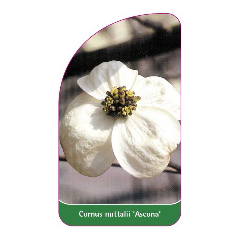 cornus-nuttalii-ascona-1