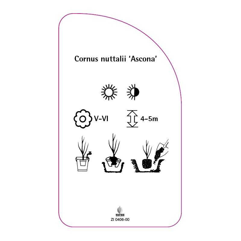 cornus-nuttalii-ascona-0