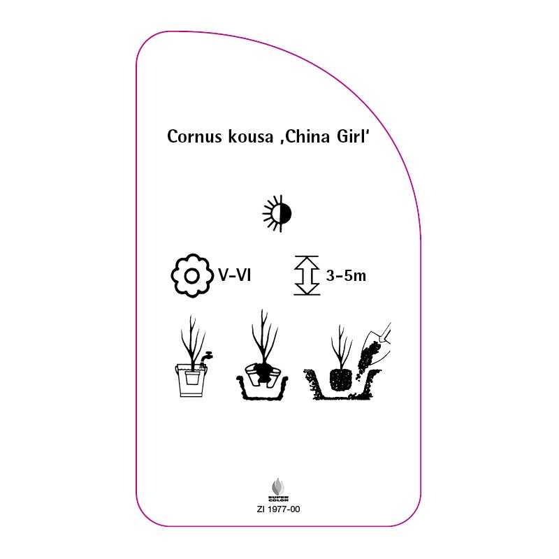 cornus-kousa-china-girl-0