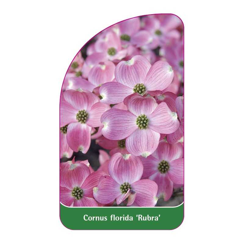 cornus-florida-rubra-1