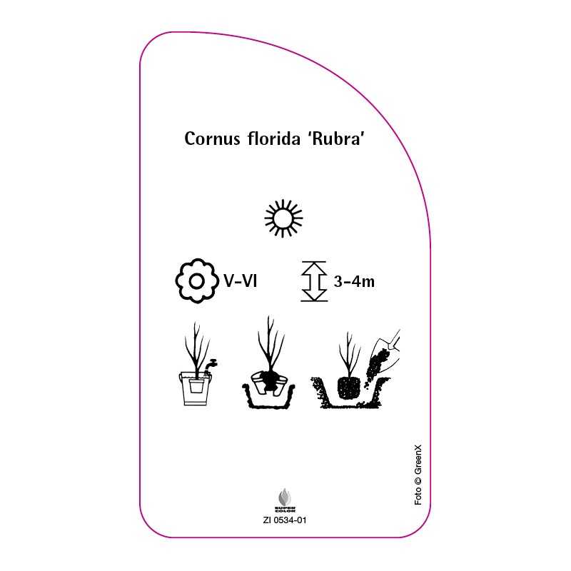 cornus-florida-rubra-0