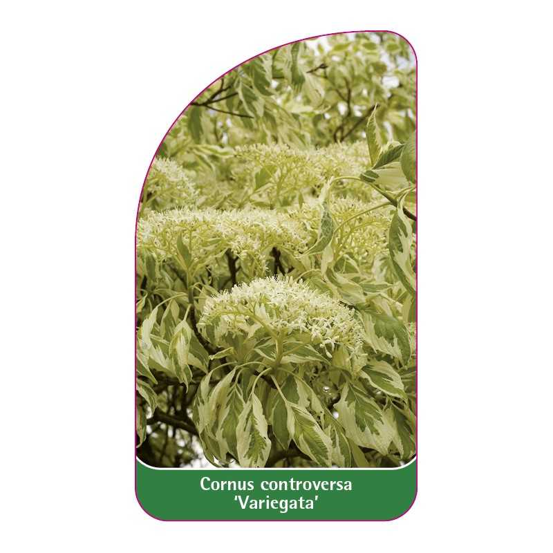 cornus-controversa-variegata-1