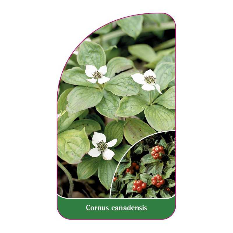 cornus-canadensis1