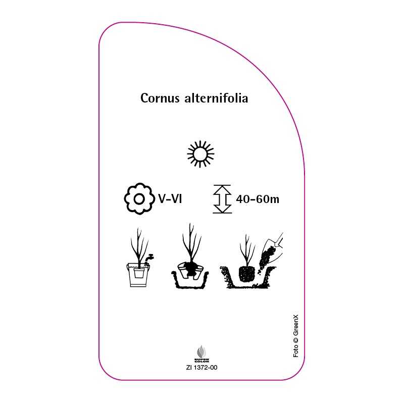cornus-alternifolia0
