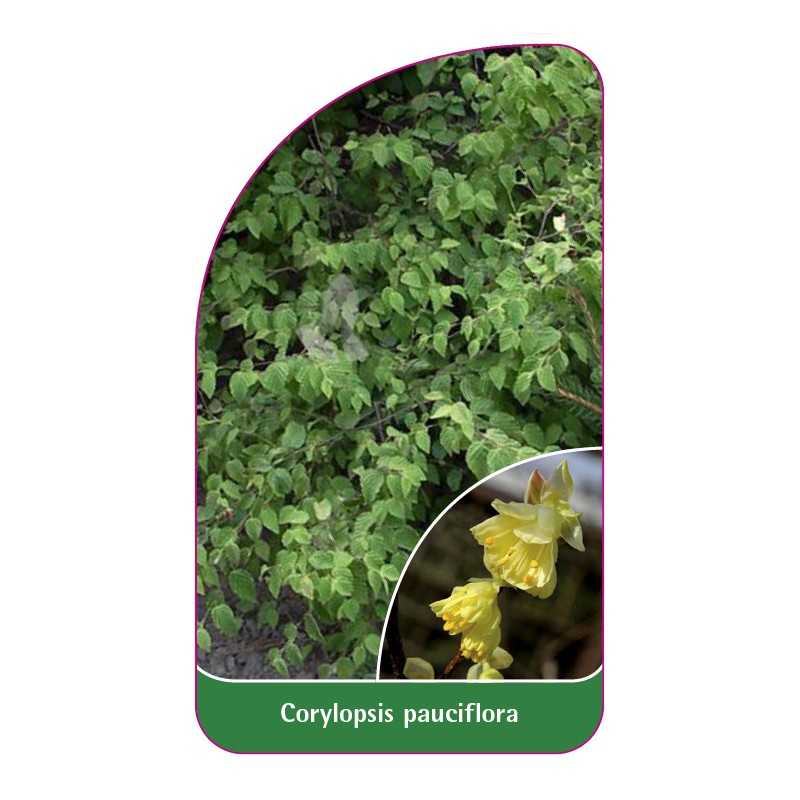 corylopsis-pauciflora1