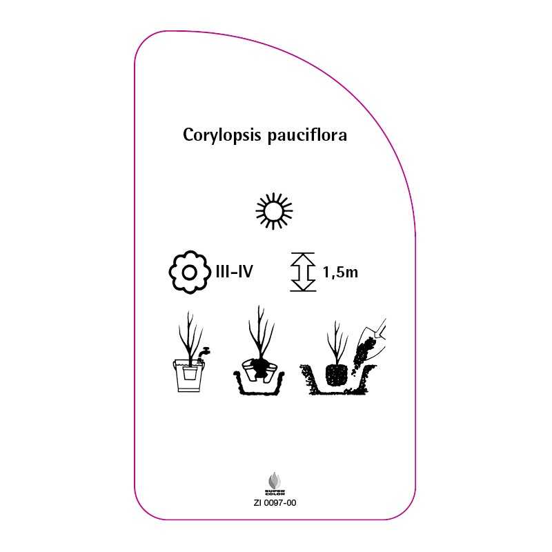 corylopsis-pauciflora0