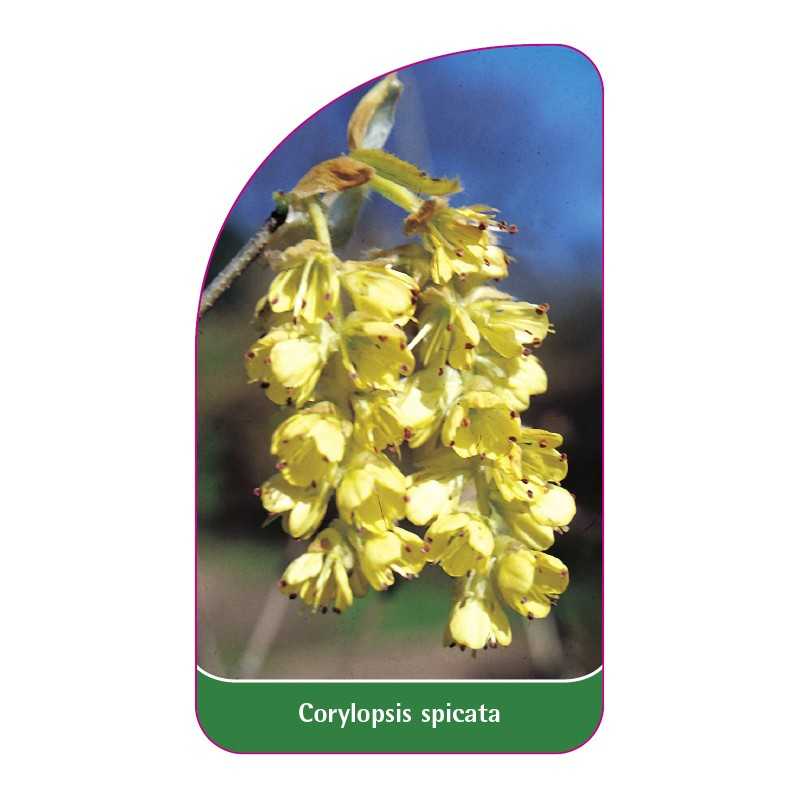 corylopsis-spicata1