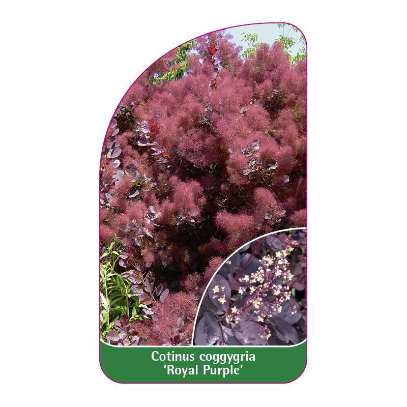 cotinus-coggygria-royal-purple-b1