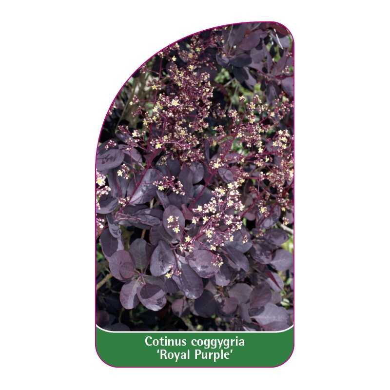 cotinus-coggygria-royal-purple-a1