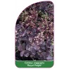 cotinus-coggygria-royal-purple-a1