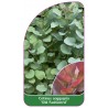 cotinus-coggygria-old-fashioned-1