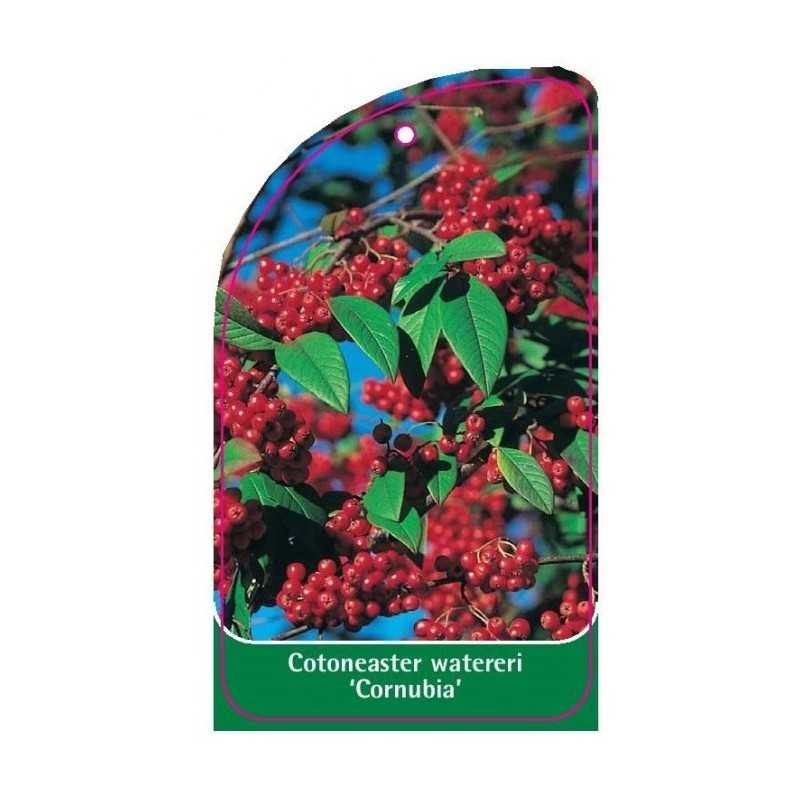 cotoneaster-watereri-cornubia-1