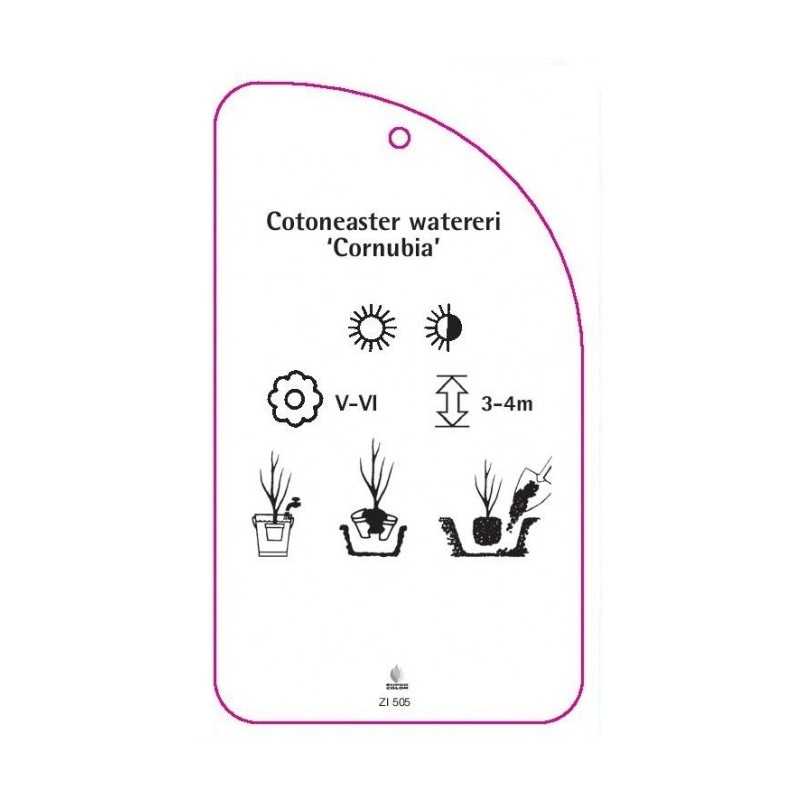 cotoneaster-watereri-cornubia-0