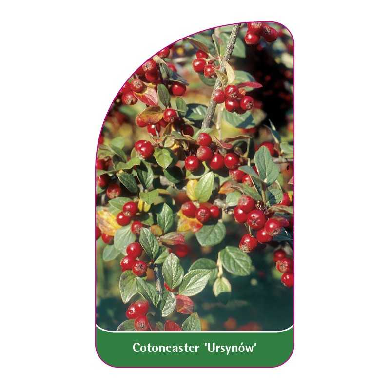 cotoneaster-ursynow-1