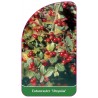 cotoneaster-ursynow-1