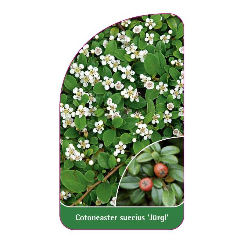 cotoneaster-suecius-jurgl-b1