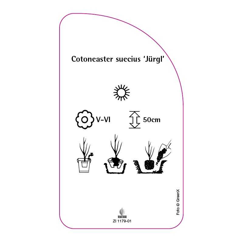 cotoneaster-suecius-jurgl-b0