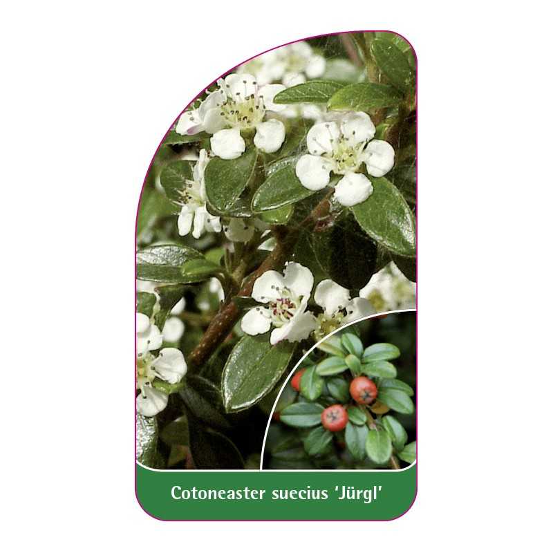 cotoneaster-suecius-jurgl-a1