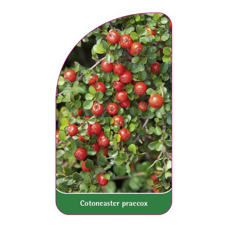 cotoneaster-praecox1