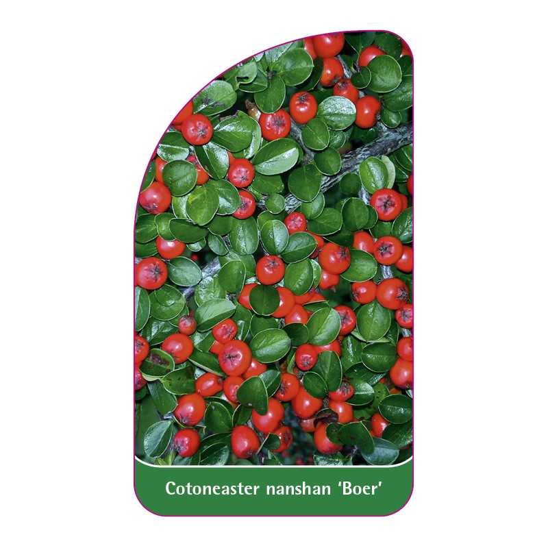 cotoneaster-nanshan-boer-1