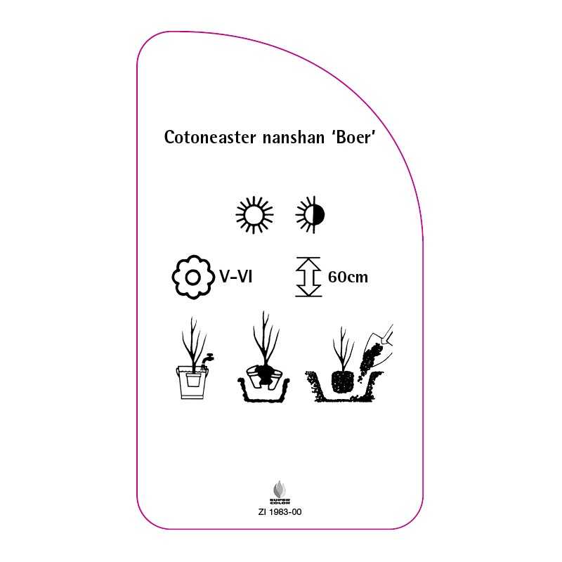 cotoneaster-nanshan-boer-0