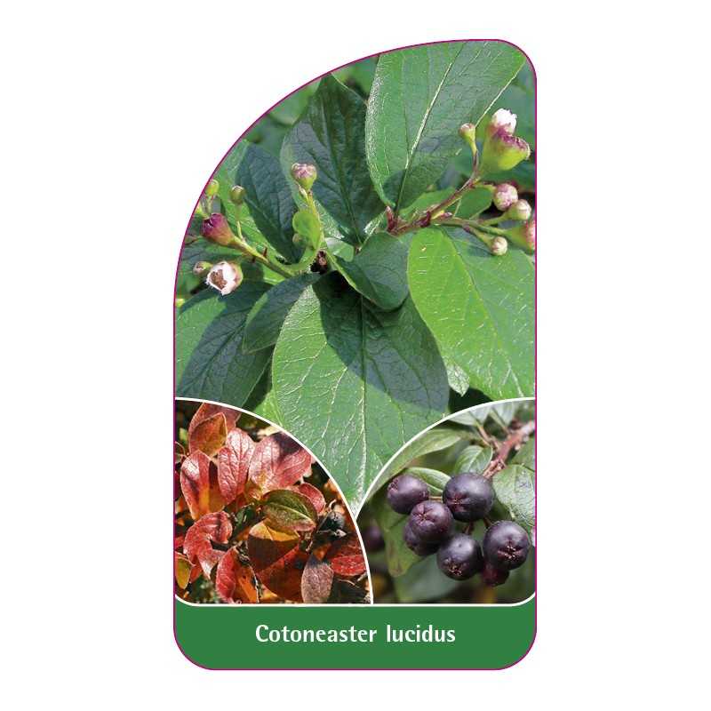 cotoneaster-lucidus1