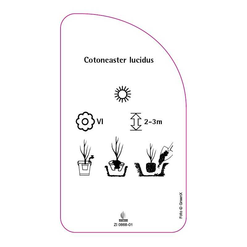cotoneaster-lucidus0
