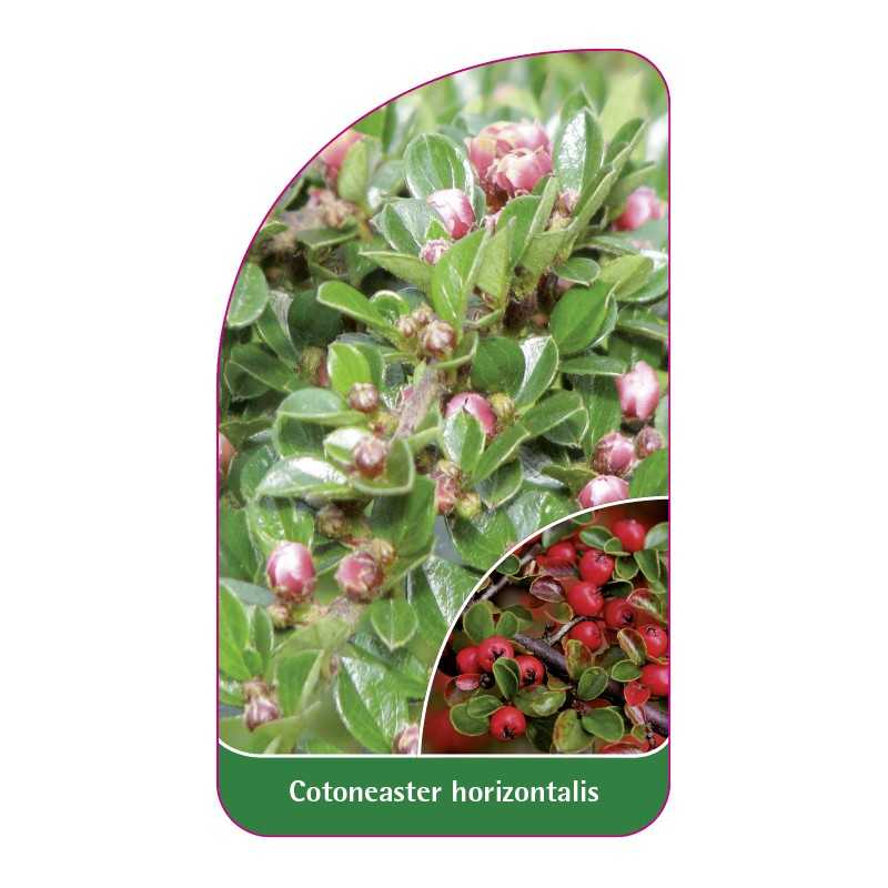 cotoneaster-horizontalis1