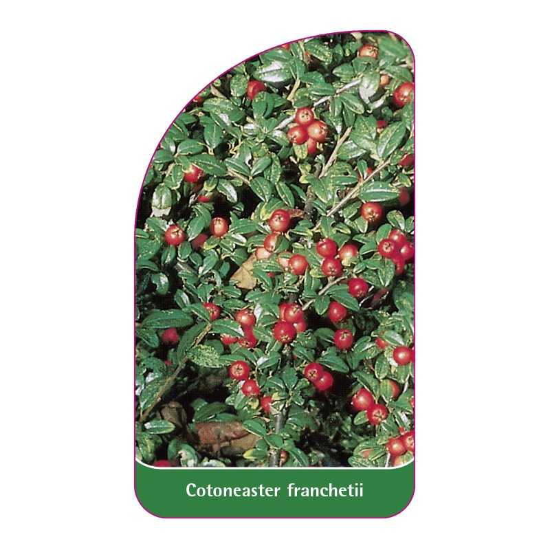 cotoneaster-franchetii1