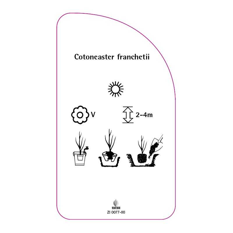 cotoneaster-franchetii0