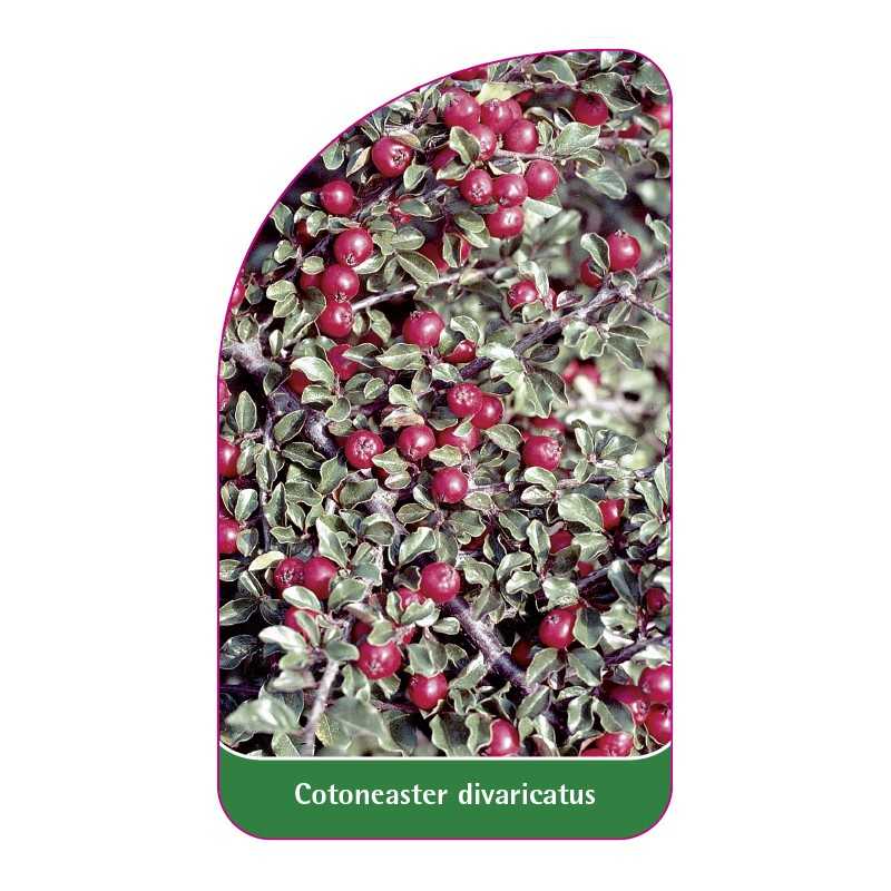 cotoneaster-divaricatus1