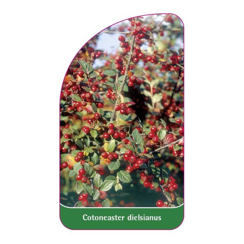 cotoneaster-dielsianus1