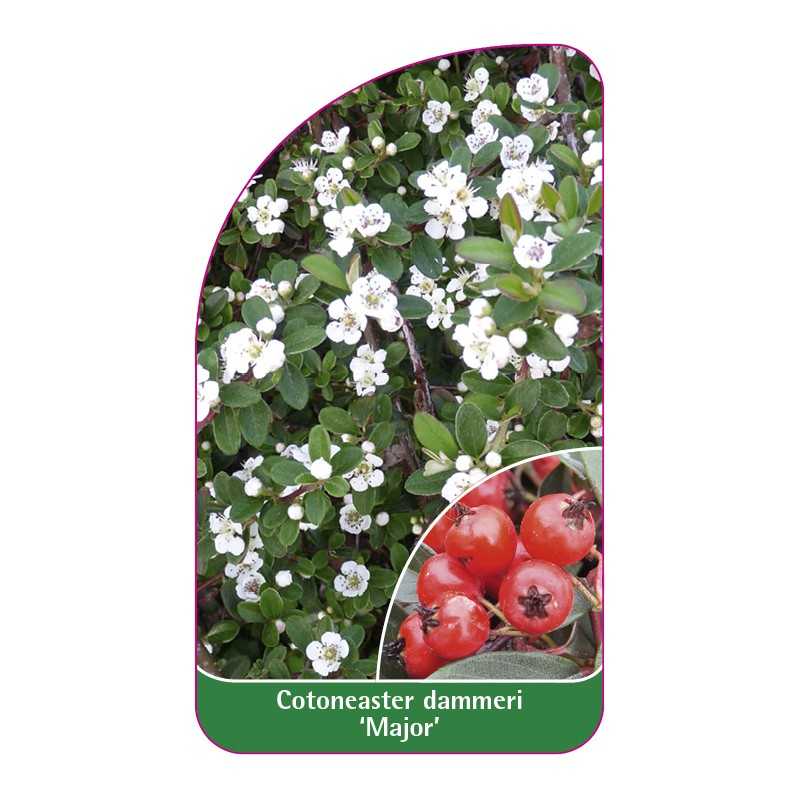 cotoneaster-dammeri-major-1