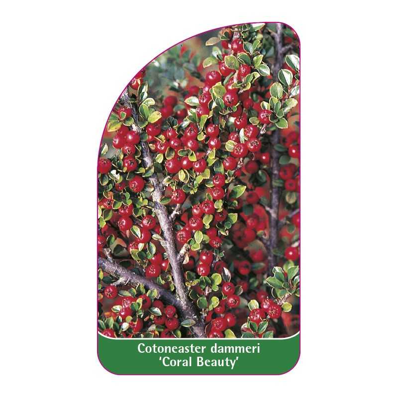 cotoneaster-dammeri-coral-beauty-1