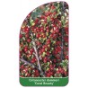 cotoneaster-dammeri-coral-beauty-1
