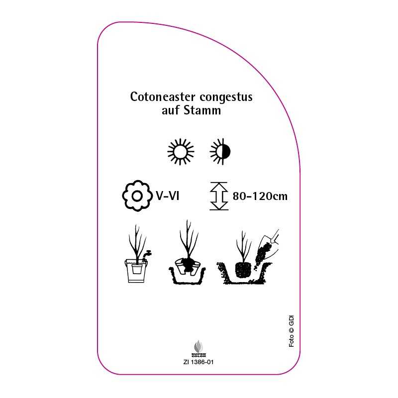 cotoneaster-congestus-auf-stamm0