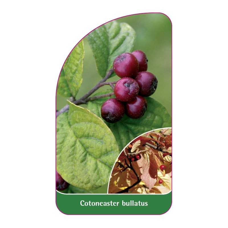 cotoneaster-bullatus1