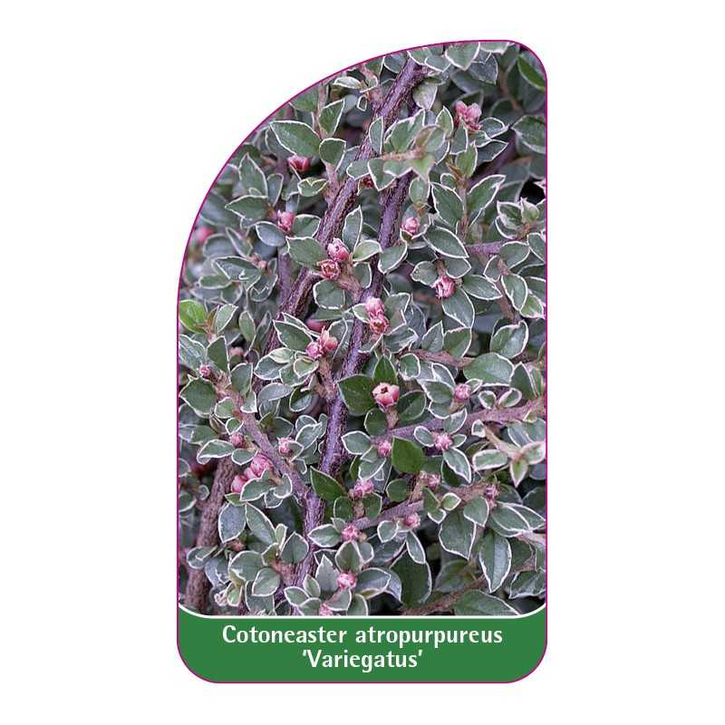 cotoneaster-atropurpureus-variegatus-1