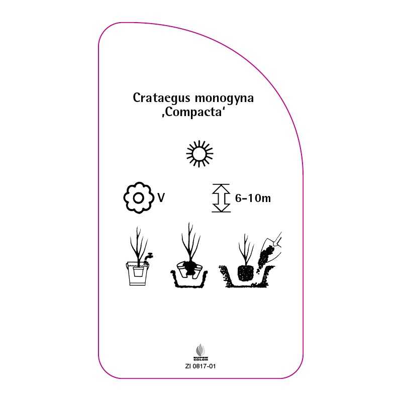 crataegus-monogyna-compacta-0