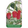 crinodendron-hookerianum1