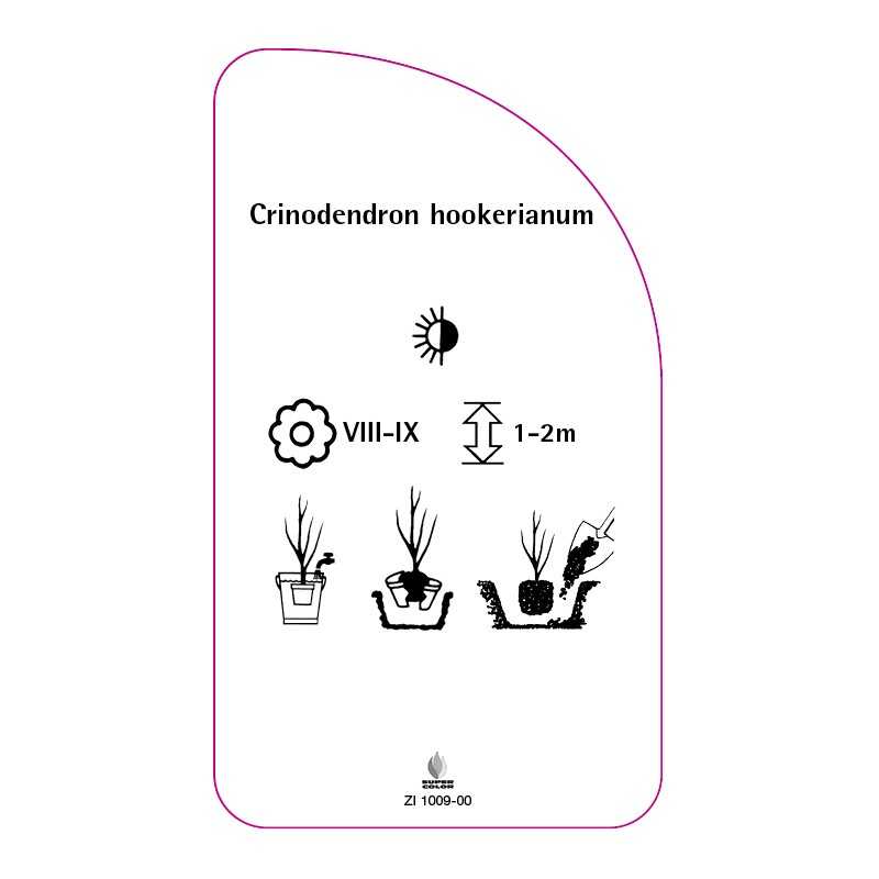 crinodendron-hookerianum0