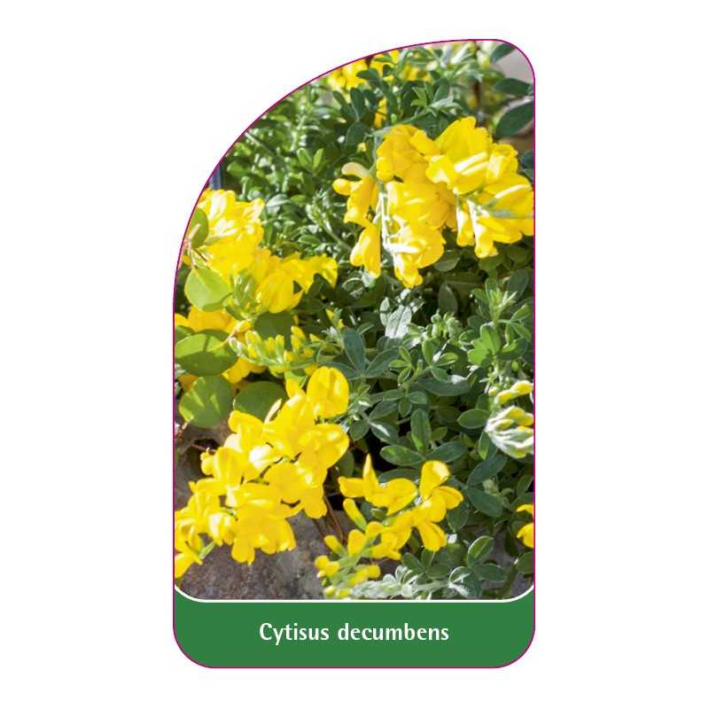cytisus-decumbens1