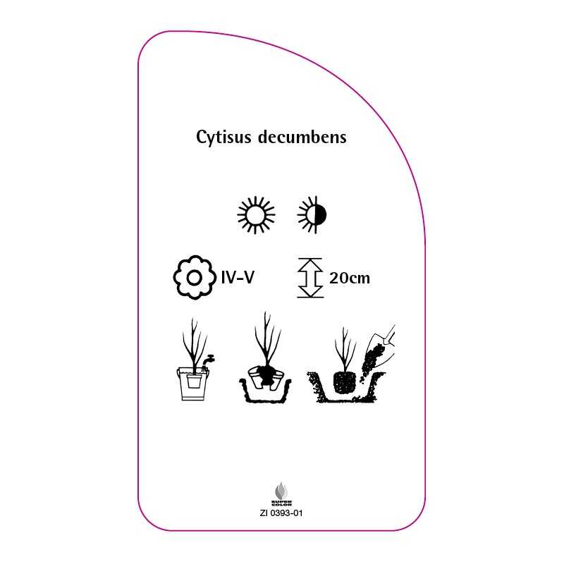cytisus-decumbens0