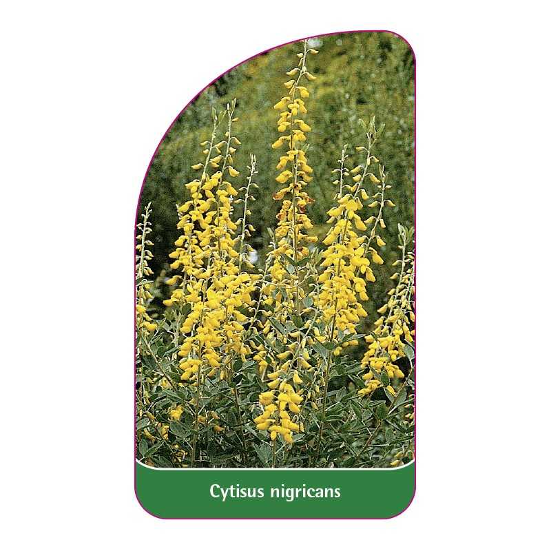 cytisus-nigricans1